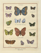 Motýle v Európe (História prírody) I.