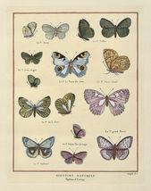 Motýle v Európe (História prírody) II.