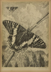 Motýľ – Urania