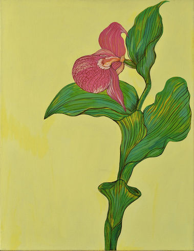 Cypripedium parviflorum