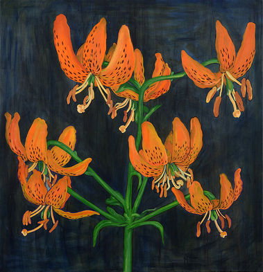 Lilium hansonii