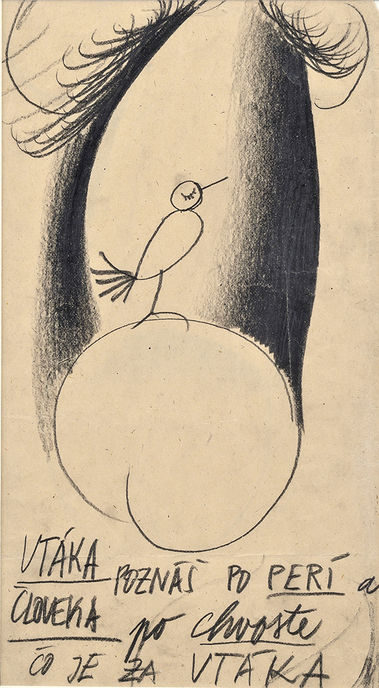Vtáka poznáš ...