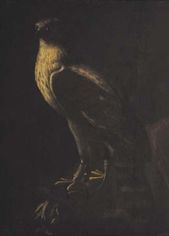 Sokol