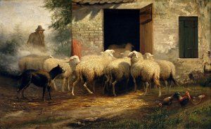 Ovce pred košiarom