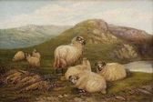 Ráno (stádo oviec)