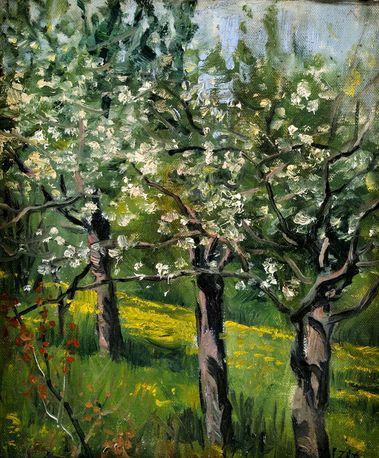 Kvitnúca čerešňa