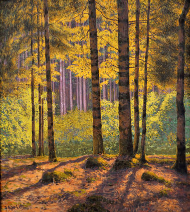 Slnečný svit v lese