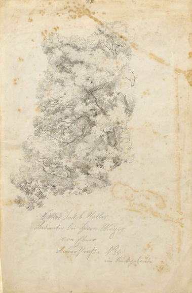 Štúdie stromu (skice).