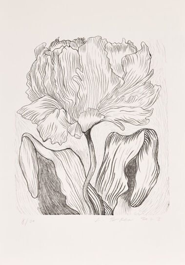 Ninin tulipán
