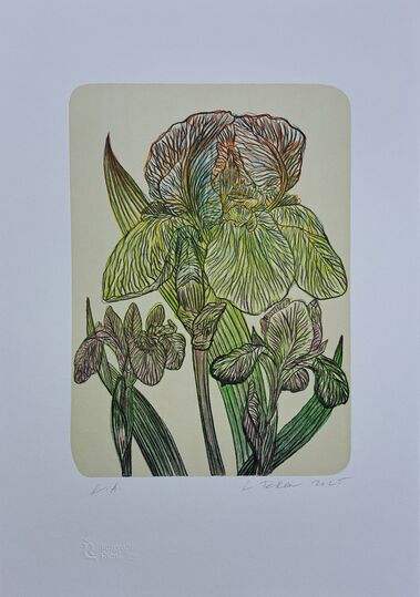 Farebné irisy