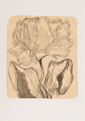 Katarínin tulipán
